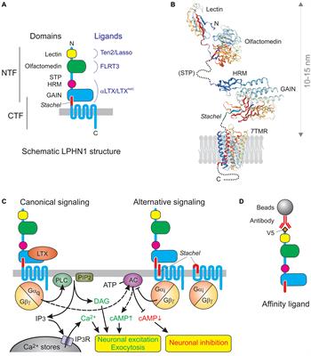 Catching Latrophilin With Lasso: A Universal Mechanism for Axonal Attraction and Synapse Formation